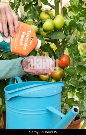 Solanum lycopersicum 'Money Maker'. Donna giardiniere annaffiatura pot coltivato piante di pomodoro all'aperto con alimentazione diluita per aiutare la crescita forte e fruttare. REGNO UNITO Foto Stock