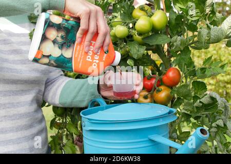 Solanum lycopersicum 'Money Maker'. Donna giardiniere annaffiatura pot coltivato piante di pomodoro all'aperto con alimentazione diluita per aiutare la crescita forte e fruttare. REGNO UNITO Foto Stock