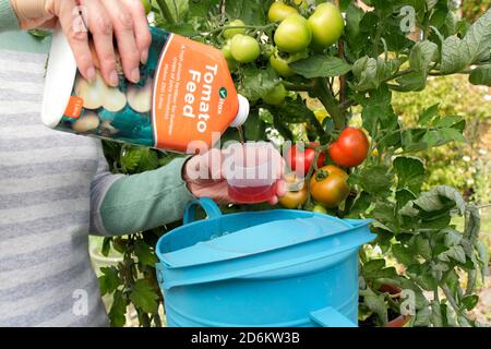 Solanum lycopersicum 'Money Maker'. Donna giardiniere annaffiatura pot coltivato piante di pomodoro all'aperto con alimentazione diluita per aiutare la crescita forte e fruttare. REGNO UNITO Foto Stock