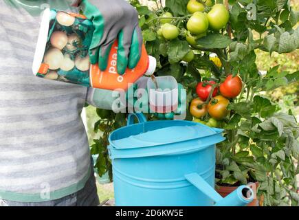 Solanum lycopersicum 'Money Maker'. Donna giardiniere annaffiatura pot coltivato piante di pomodoro all'aperto con alimentazione diluita per aiutare la crescita forte e fruttare. REGNO UNITO Foto Stock