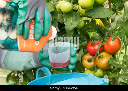 Solanum lycopersicum 'Money Maker'. Donna giardiniere annaffiatura pot coltivato piante di pomodoro all'aperto con alimentazione diluita per aiutare la crescita forte e fruttare. REGNO UNITO Foto Stock