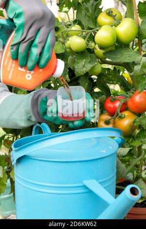 Solanum lycopersicum 'Money Maker'. Donna giardiniere annaffiatura pot coltivato piante di pomodoro all'aperto con alimentazione diluita per aiutare la crescita forte e fruttare. REGNO UNITO Foto Stock