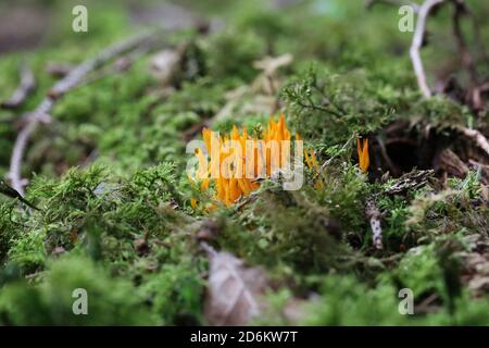 Fuoco selettivo della viscosa di calocera, comunemente conosciuta come la stagshorn gialla nella foresta Foto Stock