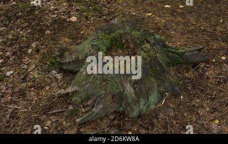 Vecchio ceppo marcio nella foresta sopravvolta di muschio Foto Stock