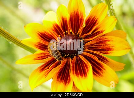 Apis mellifera su Rudbeckia hirta 'Rustic Dwarf'. Ape miele su un coneflower in un giardino di fine estate. REGNO UNITO Foto Stock