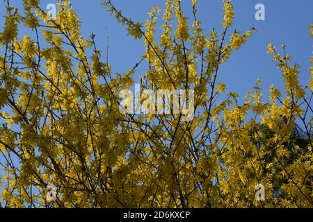 fioritura primaverile forsythia intermedia all'inizio della primavera in germania Foto Stock