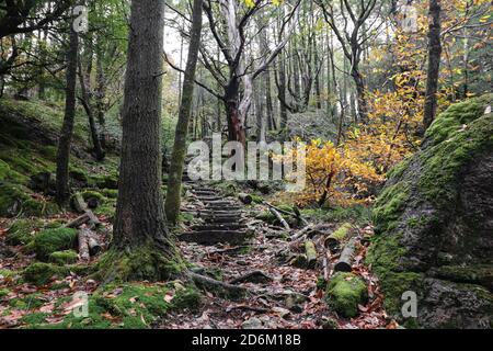 passi nella foresta Foto Stock