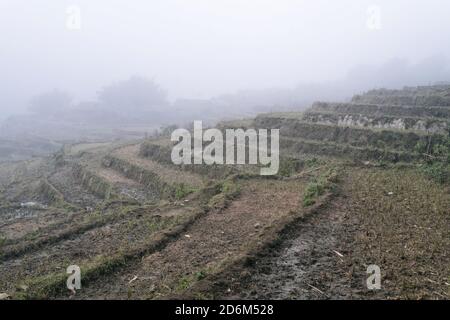 Campi di riso, riso terrazza Paddy in SA Pa Lao Cai Vietnam Asia Foto Stock