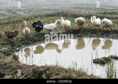 Campi di riso, riso terrazza Paddy in SA Pa Lao Cai Vietnam Asia Foto Stock