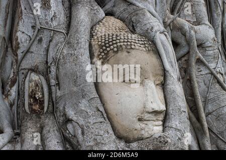 Meraviglie della natura, il capo della pietra arenaria Buddha immagine in Radici di albero a Wat Mahathat Ayutthaya Thailandia Foto Stock