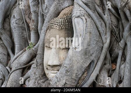Meraviglie della natura, il capo della pietra arenaria Buddha immagine in Radici di albero a Wat Mahathat Ayutthaya Thailandia Foto Stock