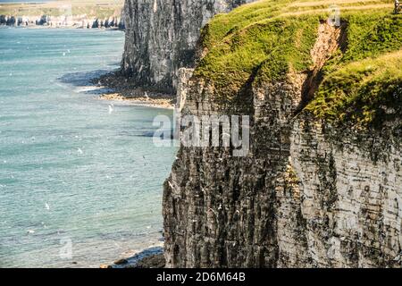 Bempton scogliere Yorkshire Ray Boswell Foto Stock