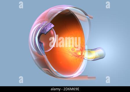 Illustrazione 3D medica che mostra l'occhio umano con retina, pupilla, iride, camera anteriore, camera posteriore, corpo ciliare, sfera oculare, vasi sanguigni, macu Foto Stock