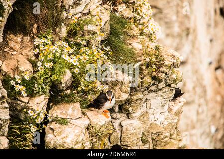 Poggiando sulle rocce Ray Boswell Foto Stock