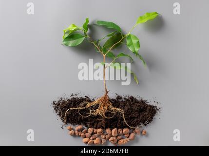 giovane pianta verde con terreno e drenaggio su fondo grigio. Foto Stock