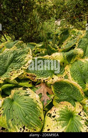 Hosta tokudama foglie che mostrano modelli in natura e fine estate danni Foto Stock