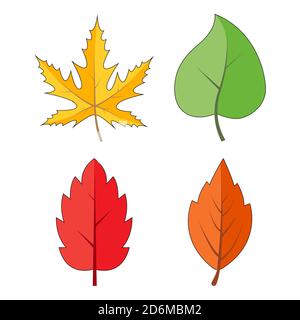 Foglie autunnali isolate su bianco. Collezione colorata di foglie cadenti. Giallo, arancione, rosso, verde, colori. Illustrazione del fogliame vettoriale autunnale. Mare Illustrazione Vettoriale