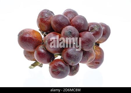 Frutta di Chamaerops humilis Mediterranea palma nana. Sono i frutti grezzi e piccoli del cuore di palma sotto forma di bacche e noto come volpe da Foto Stock