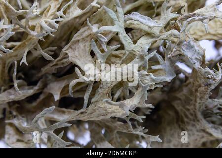 Macro Fotografia di muschio in un ramo di quercia da sughero. Questo lichene causa la malattia di comunemente noto come la seca e infine origine il decadimento e la morte di Foto Stock