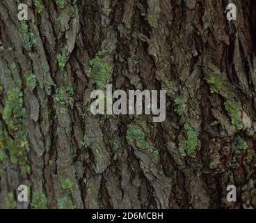 Moss on dark wood texture close up Foto Stock
