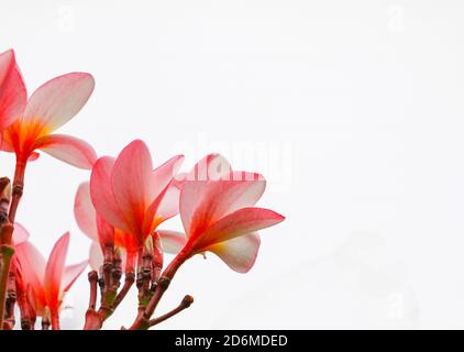 plumeria fiori beautiful rosa frangipani su sfondo bianco Foto Stock