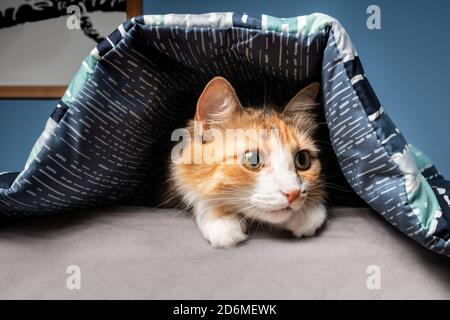 Gatto nascosto sotto coperta. Piccola femmina gatto guardando preoccupato, spaventato o pauroso di qualcosa da sotto il copripiumino. Foto Stock