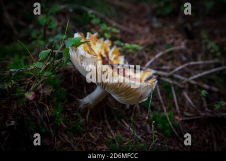 Funghi nella foresta. Waldviertel, Austria, Europa Foto Stock