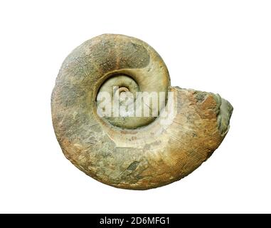 grande guscio fossilizzato di molluschi ammoniti estinti isolato su bianco sfondo Foto Stock