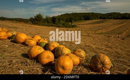 Zucche su un campo in Austria Foto Stock