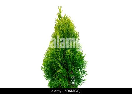 Thuja occidentalis smaragd isolato su sfondo bianco con tracciato di ritaglio. Tonja verde isolato su sfondo bianco. Albero di conifere Evergreen. Cypre Foto Stock