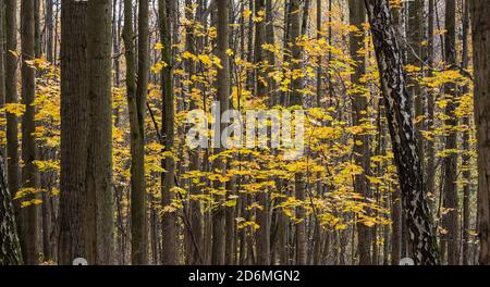 Piccole foglie d'acero dorato tra tronchi alti alberi in deciduo foresta Foto Stock