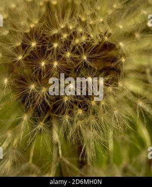 macro shot di una palla di leone Foto Stock