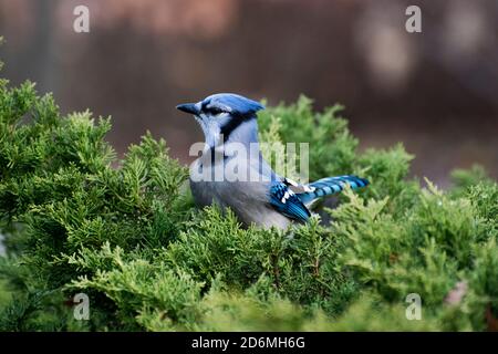 Un bluejay in un albero e o in un cespuglio Foto Stock