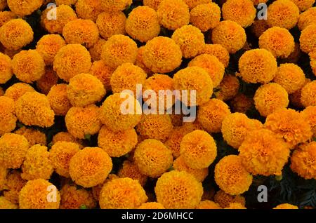 In Messico, i marigolds, conosciuti come 'il fiore dei morti', sono ampiamente utilizzati per decorare tombe durante la celebrazione del giorno dei morti. Foto Stock