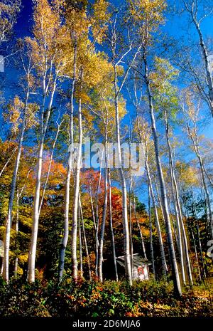 Un cavalletto di betulle bianche durante l'autunno in Vermont Foto Stock