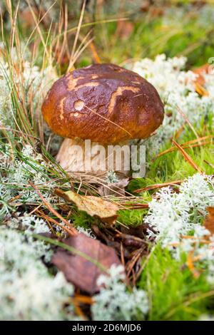 Un fungo del cep cresce nella foresta selvaggia. Fungo poroso e commestibile di boletus. Badius di boletus o funghi di bolo in muschio verde e grigio. Immagine verticale Foto Stock