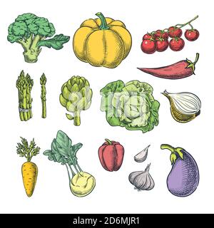 Set verdure fresche fattoria. Illustrazione dello schizzo vettoriale. Elementi di design per l'agricoltura autunnale e la raccolta di colori. Illustrazione Vettoriale