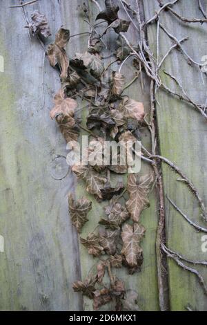 Primo piano di foglie di edera essiccate su vecchio recinto di legno con colori di muschio verde e foglie morte brune invecchiate E recinzione di legno giardino organico autunno Foto Stock