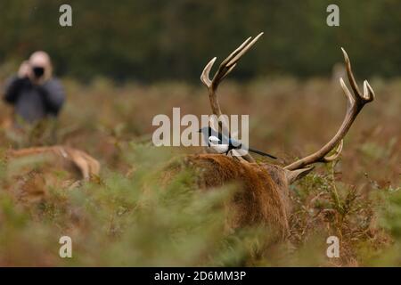 Bushy Park, Londra, Regno Unito. 18 Ottobre 2020. Un fotografo che cattura un Red Deer Stag (Cervus elaphus) con una magpie sulla schiena. Credit: amanda Rose/Alamy Live News Foto Stock