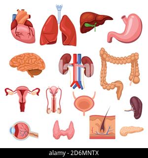Organi interni umani. Illustrazione dei simboli anatomici piatti vettoriali. Set di icone isolate. Illustrazione Vettoriale