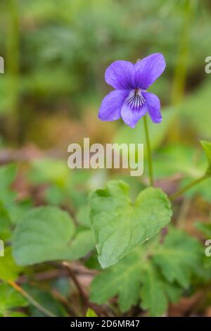 Comune cane-violetto, Viola riviniana, nel bosco, Dumfries & Galloway, Scozia Foto Stock