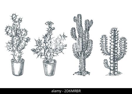 Illustrazione dello schizzo vettoriale di cactus e succulenti. Piante della natura desertica, set di elementi di disegno disegnati a mano. Illustrazione Vettoriale