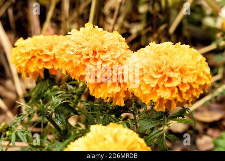 Messa a fuoco selettiva. Fiori luminosi di calendula con foglie verdi nel giardino. Disegno floreale, sfondo floreale, fiori da giardino. Foto Stock
