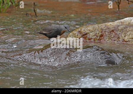 Dipper (Cinclusis schulzi) con gola rufosa adulto in piedi sulla roccia nel fiume Jujuy, Argentina Gennaio Foto Stock