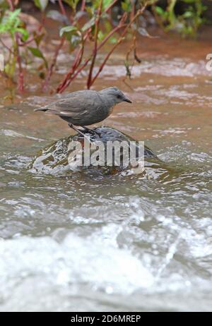 Dipper (Cinclusis schulzi) con gola rufosa adulto in piedi sulla roccia nel fiume Jujuy, Argentina Gennaio Foto Stock