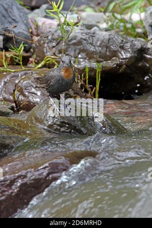 Dipper (Cinclusis schulzi) con gola rufosa adulto in piedi sulla roccia nel fiume Jujuy, Argentina Gennaio Foto Stock