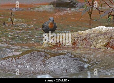 Dipper (Cinclusis schulzi) con gola rufosa adulto in piedi sulla roccia nel fiume Jujuy, Argentina Gennaio Foto Stock