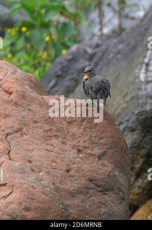 Dipper (Cinclusis schulzi) con gola rufosa, adulto lanciò mentre si preparava arroccato sulla roccia Jujuy, Argentina Gennaio Foto Stock