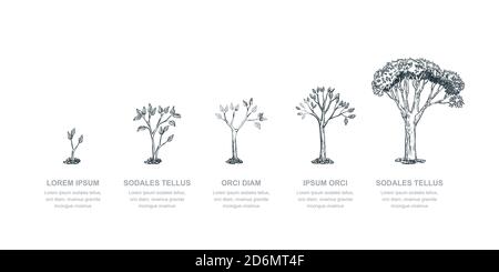 Cinque fasi dell'albero crescente, illustrazione dello schizzo vettoriale. Concetto di business per la crescita degli investimenti e dei finanziamenti. Modello di progettazione infografica. Illustrazione Vettoriale