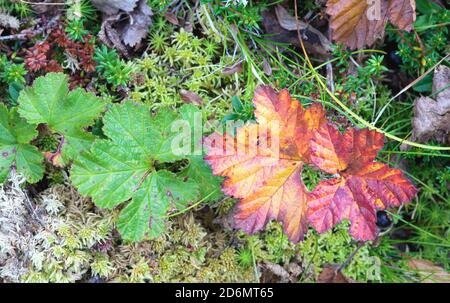 Foglie autunnali nella foresta, a Vistasdalen, Svezia Foto Stock